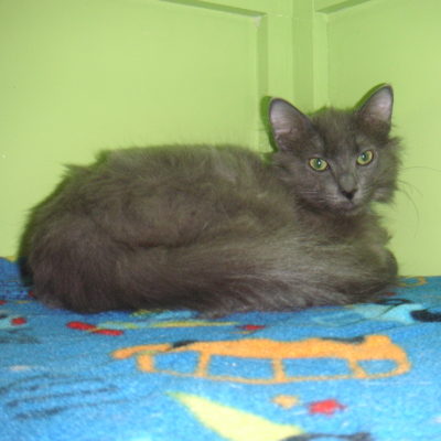 Grayson is a long furred gray male.
