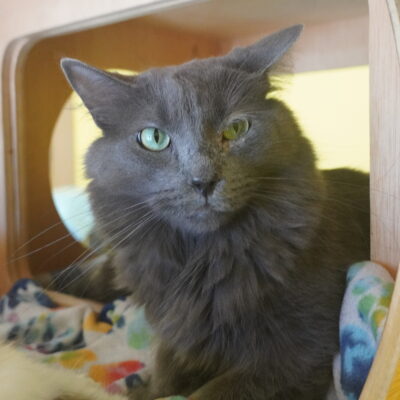 Grayson is a long furred gray male.