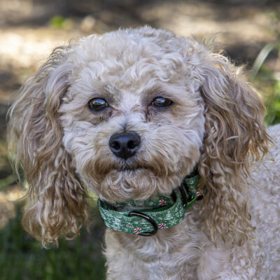 Poodle mix