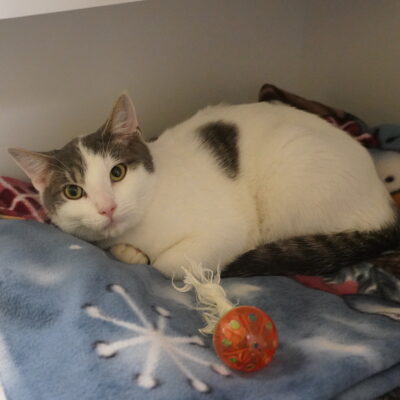 Gus is a friendly white male with gray markings