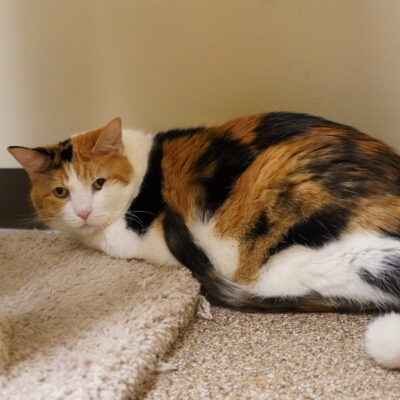 Herbie is a friendly female calico.