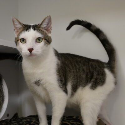 Horace is a very friendly white and tabby male .