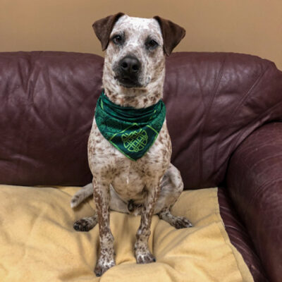 Lab/Setter mix