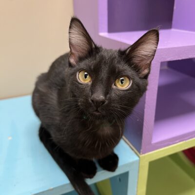 A shy sweet kitten