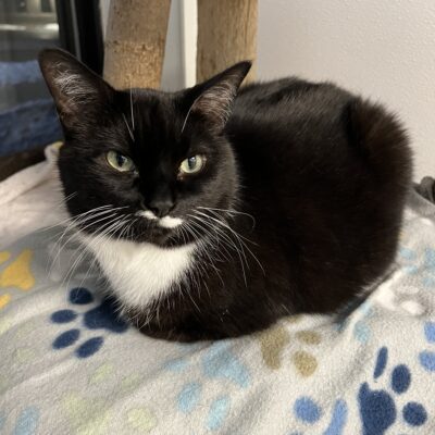 Poe is a fairly friendly female Tuxedo.