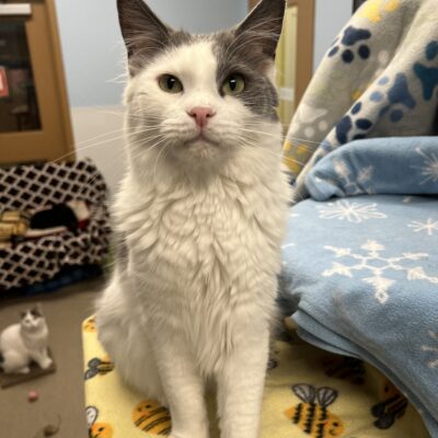 Pop Tart is an energetic domestic long hair male gray and white.