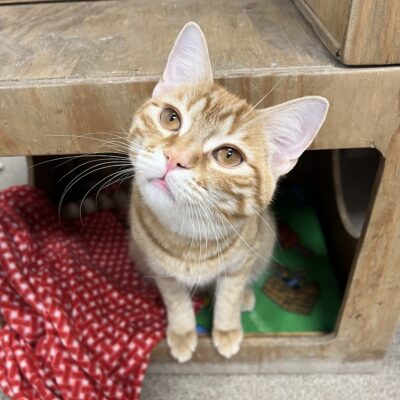 Friendly orange tabby