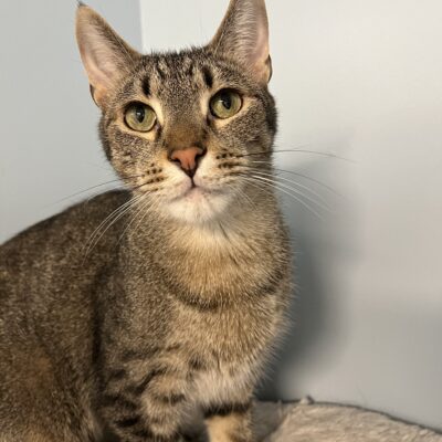 Desmond is a brown male tabby.