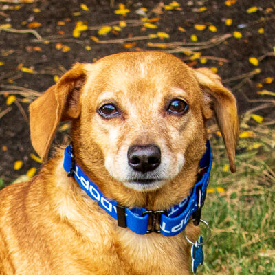 Dachshund mix