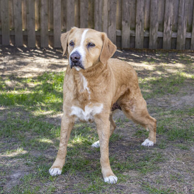 Golden Retriever mix