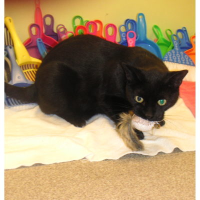 Jason is a male black cat with a small spot of white on his chest.