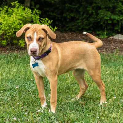 Terrier mix puppy
