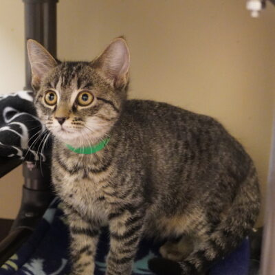Joy is a very playful female brown tabby.