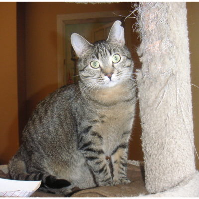 Juno is a small brown female tabby.
