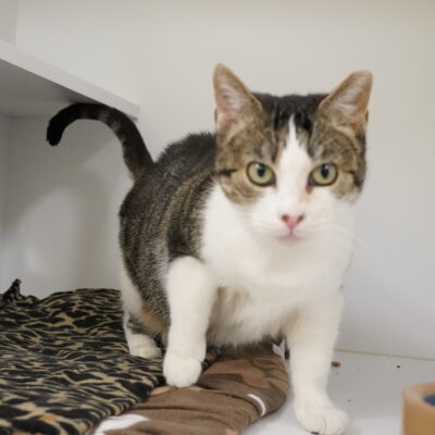 Kayla is a very friendly white and tabby female.