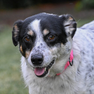 Rat Terrier mix