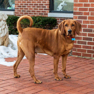 Red Bone Hound