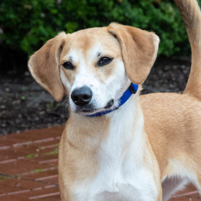 Beagle mix