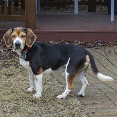 Beagle mix