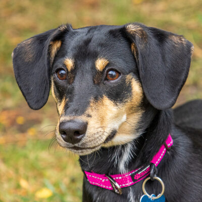 Dachshund mix