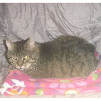 Little Bear is male brown tabby.
