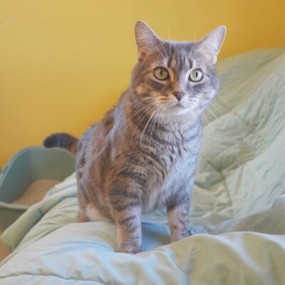 Lois is a gray female tabby