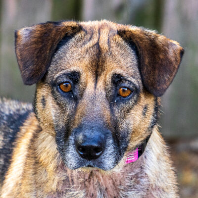 Shepherd mix