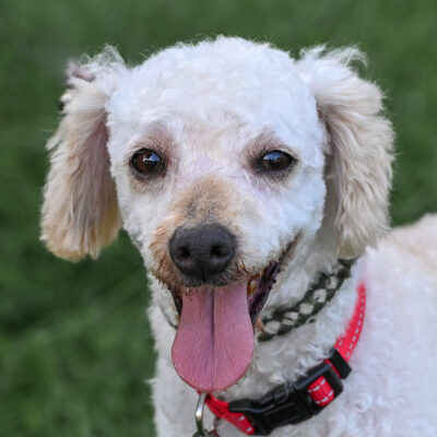 Apricot Poodle