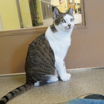 Mae Mae is a small female black and brown tabby on white cat.