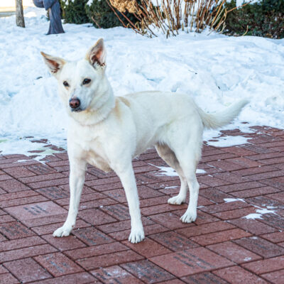 Shiba Inu mix
