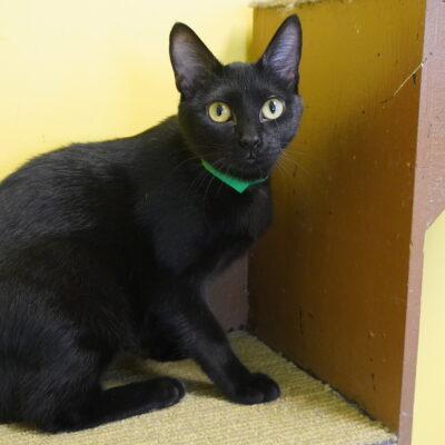 Mia is a friendly small black female.