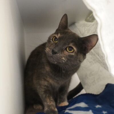 Mia is a very shy female dark tortie.