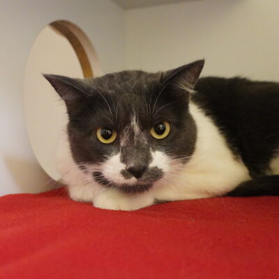 Mimi is a friendly gray and white female.