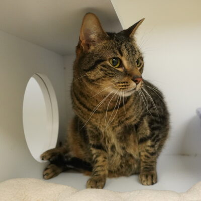 Murphy is a friendly male brown tabby