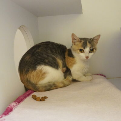 Ocarina is a dilute calico female.