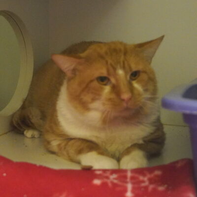 Oliver is a male orange and white tabby.