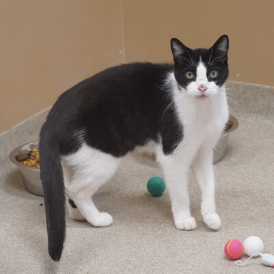 Oreo-II is a black and white male