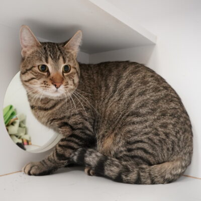 Oscar is a brown male tabby.