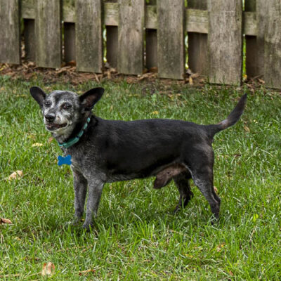 Chihuahua mix