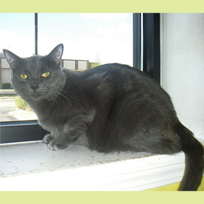 Paris is a large gray female cat.