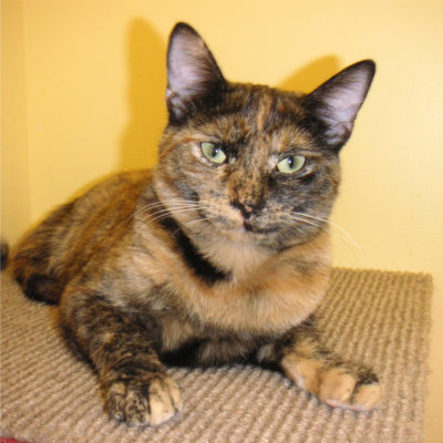 Patches is a beautiful female golden tortie.