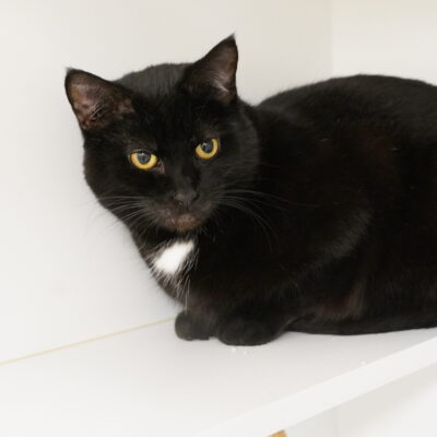 Petunia is a friendly black and white female.