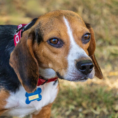 Beagle mix