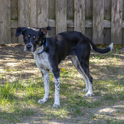 Heeler mix