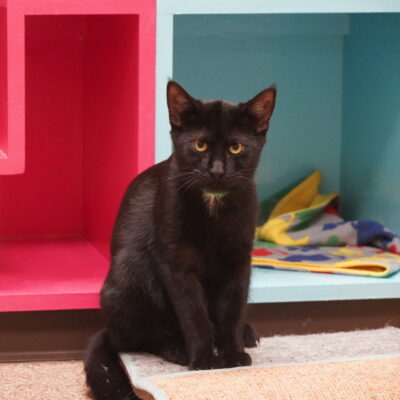 Rosie is a black female with just a little white on her chest.