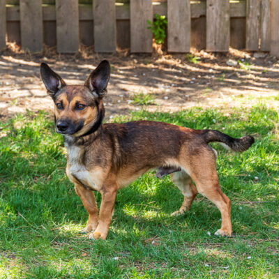 Corgi Mix