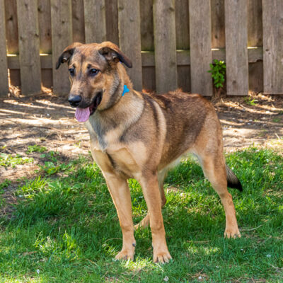 Shepherd mix