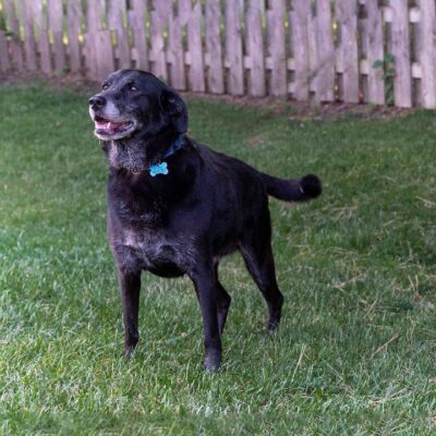 a Lab mix