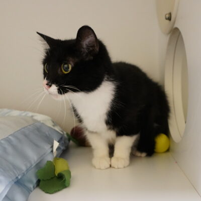 Samantha is a shy black and white female.