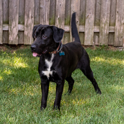 Cute young Lab mix full of energy.
